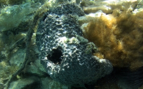 Black Ball Sponge - Ircinia strobilina