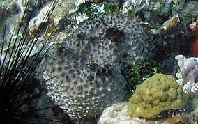 Black Ball Sponge - Ircinia strobilina