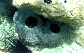 Black Ball Sponge - Ircinia strobilina