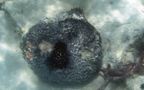 Black Ball Sponge - Ircinia strobilina