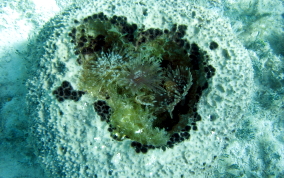 Sponge - Ircinia sp.