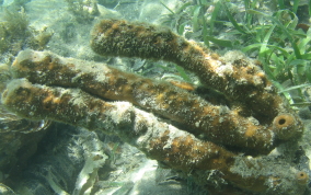 Tube Sponge