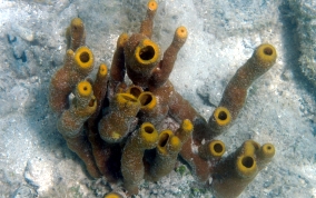 Branching Tube Sponge - Pseudoceratina crassa