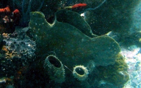 Branching Vase Sponge - Callyspongia aculeata