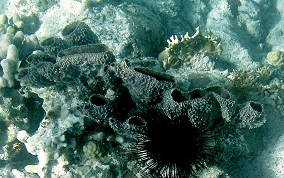 Branching Vase Sponge - Callyspongia aculeata