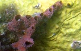 Branching Vase Sponge - Callyspongia aculeata