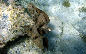 Branching Vase Sponge - Callyspongia aculeata