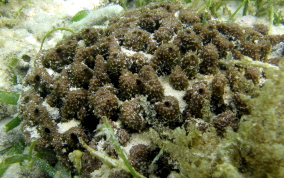 Brown Cake Sponge - Hyrtios violaceus