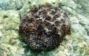 Brown Cake Sponge - Hyrtios violaceus