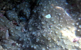 Coral Encrusting Sponge - Chondrilla caribensis f. hermatypica / Chondrilla nucula