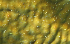 Coral Encrusting Sponge - Chondrilla caribensis f. hermatypica / Chondrilla nucula