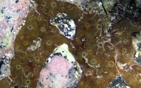 Coral Encrusting Sponge - Chondrilla caribensis f. hermatypica / Chondrilla nucula