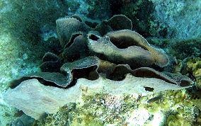 Elongated Vase Sponge - Callyspongia aculeata