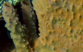 Elongated Vase Sponge - Callyspongia aculeata