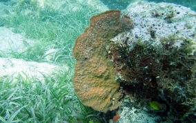 Elongated Vase Sponge - Callyspongia aculeata