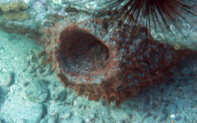 Giant Barrel Sponge - Xestospongia muta