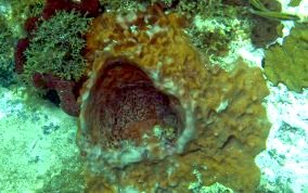 Giant Barrel Sponge - Xestospongia muta