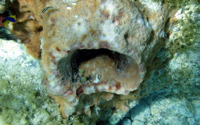 Giant Barrel Sponge - Xestospongia muta