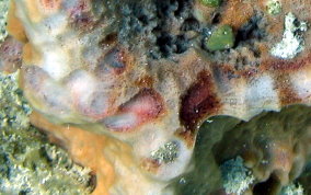 Giant Barrel Sponge - Xestospongia muta