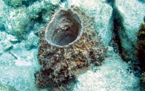 Giant Barrel Sponge - Xestospongia muta