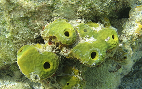 Branching Tube Sponge - Pseudoceratina crassa