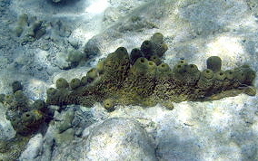 Branching Tube Sponge - Pseudoceratina crassa