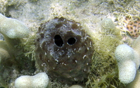 Sponge - Ircinia sp.