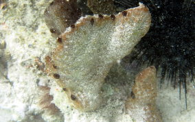 Sponge - Ircinia sp.