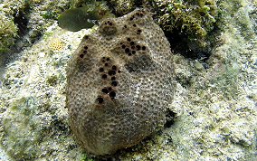 Sponge - Ircinia sp.