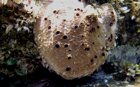 Sponge - Ircinia sp.