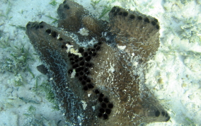 Sponge - Ircinia sp.