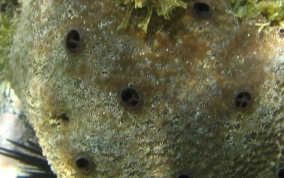 Sponge - Ircinia sp.