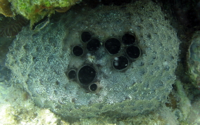 Sponge - Ircinia sp.