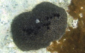 Sponge - Ircinia sp.