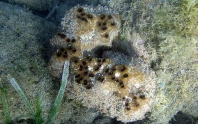 Sponge - Ircinia sp.