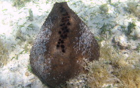 Sponge - Ircinia sp.