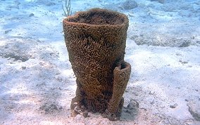 Netted Barrel Sponge - Verongula gigantea