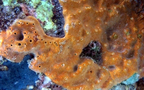 Octopus Sponge - Ectyoplasia ferox