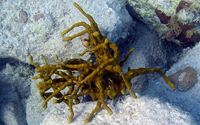 Octopus Sponge