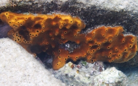 Octopus Sponge - Ectyoplasia ferox