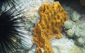 Octopus Sponge - Ectyoplasia ferox  