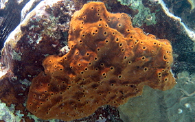 Octopus Sponge - Ectyoplasia ferox 