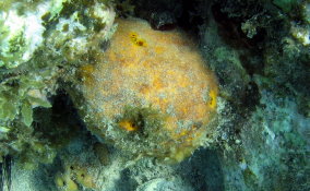 Yellow Ball Sponge - Cinachyra kuekenthali 