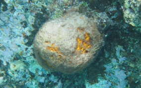 Yellow Ball Sponge - Cinachyra kuekenthali 