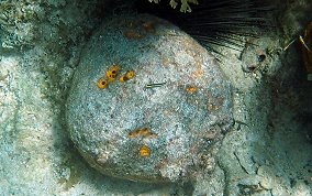 Yellow Ball Sponge - Cinachyra kuekenthali 