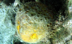 Yellow Ball Sponge - Cinachyra kuekenthali 