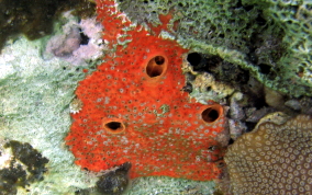 Red Boring Sponge - Cliona delitrix