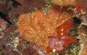 Orange Veined Encrusting Sponge - Rhaphidophlus venosus 