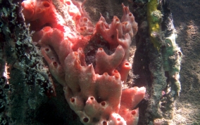 Lumpy Overgrowing Sponge - Holopsamma helwigi