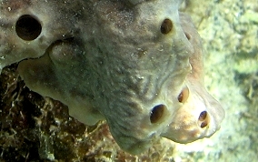 Lumpy Overgrowing Sponge - Holopsamma helwigi